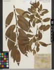 Foto von Salix pentandra L.